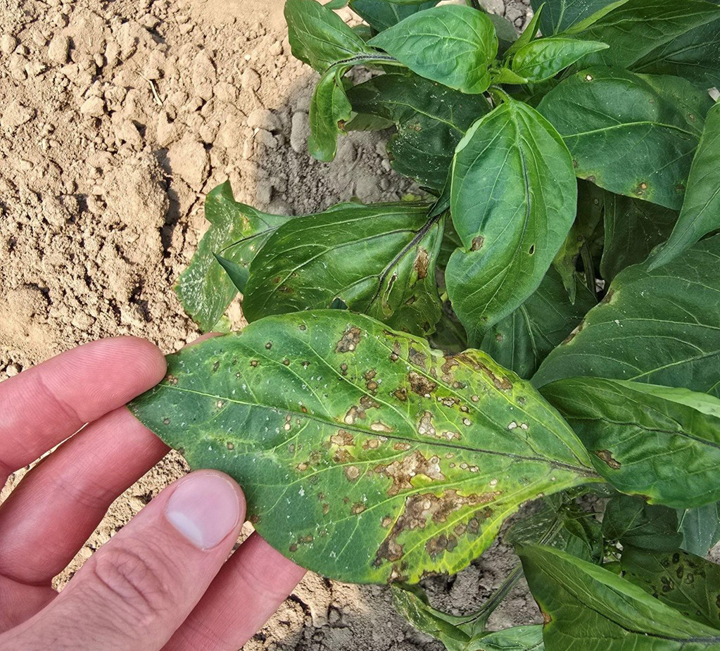 Foliar lesions and spots on a pepper leaf.